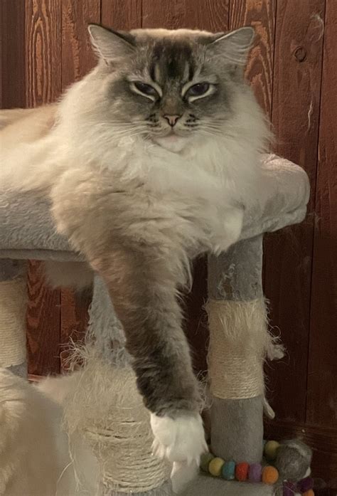 Handedness/Dominant paw? : r/ragdolls