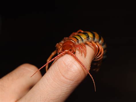 Dangers of Centipede Bites: What You Need to Know - Pest Me Off