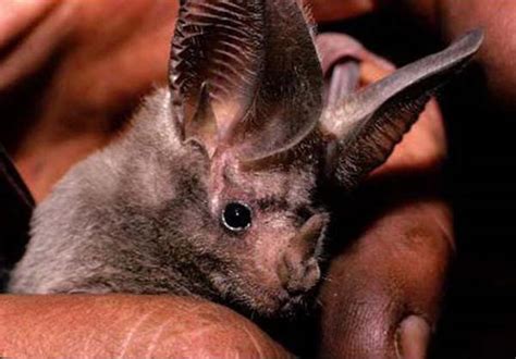 California Leaf-nosed Bat | Macrotus californicus | Mammal