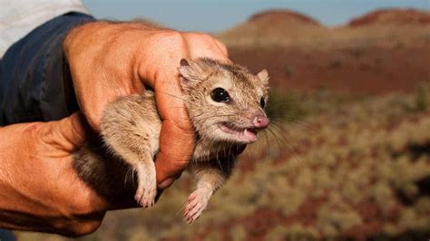 Quoll males value sex more than sleep leading to death