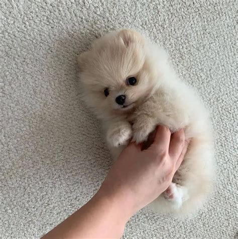 adorable pomeranian puppies   everyones heart