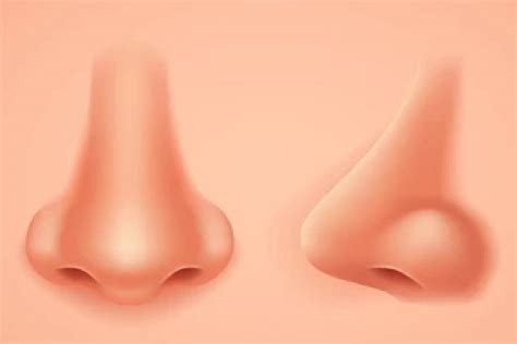 nose shape personality aa