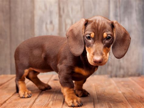 pictures  weiner dogs  koleksi gambar
