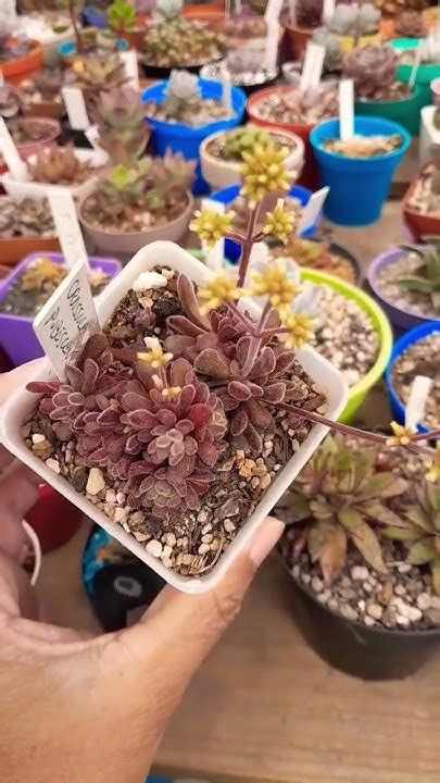 crassula pubescens en floracion youtube