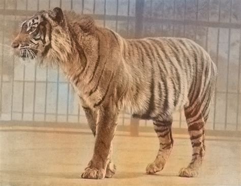 12 Extinct Animals But May Still Be Out There – Daily Fetch
