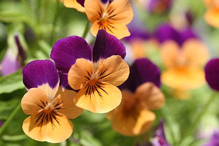Anthocyanin - Wikipedia, den frie encyklopædi