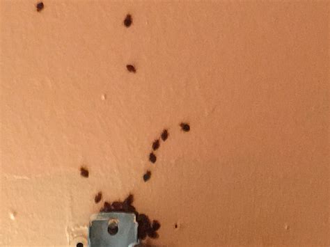 Bed Bug Larvae Shell