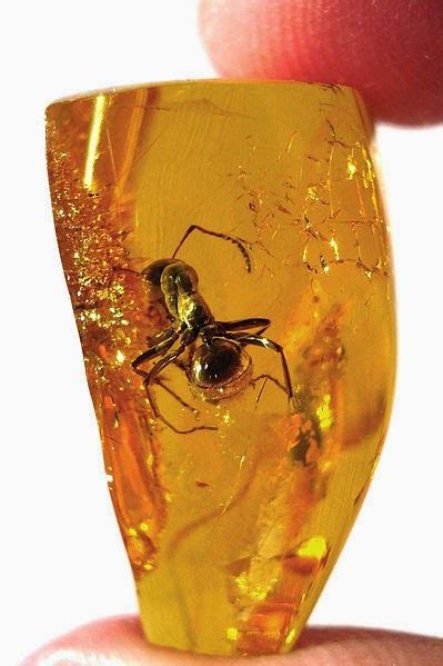 Amber | Geology Page