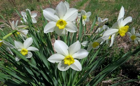 Нарцисс гибридный (Narcissus x hybridus hort.)