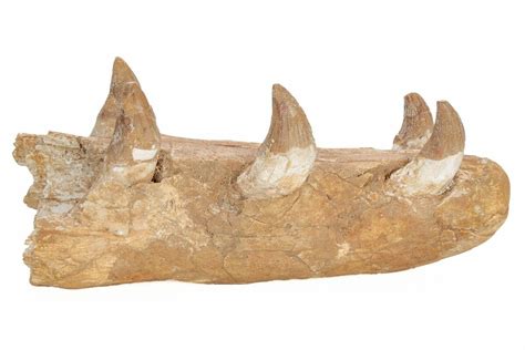 8.1" Fossil Primitive Whale (Basilosaur) Upper Jaw Section - Morocco ...