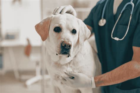 Heartworm Testing - Bangalow Vets