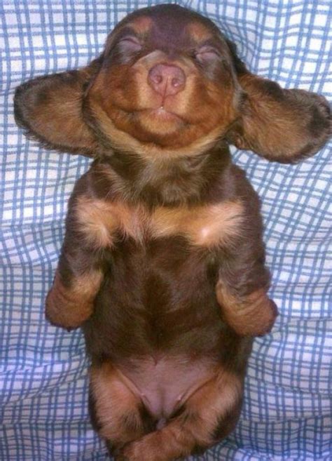 Top 10 Contented Dogs Expressing Satisfaction