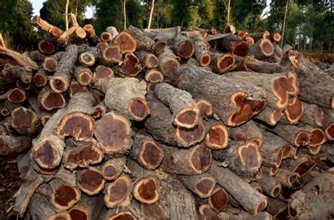 indian herbal extract aloe vera gel extracts manufacturer