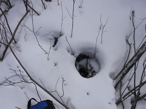 Massassauga Rattlesnake Overwintering Lifezone | Tattersall Lab (TEMP)