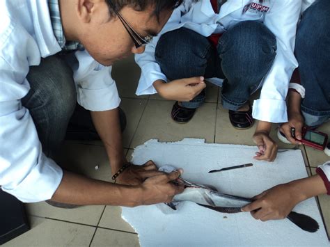 Kelah, Biotechnology, Aquaculture, Mariculture & Me: African Catfish ...