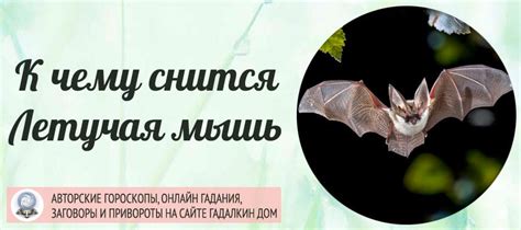 Сонник: летучая мышь