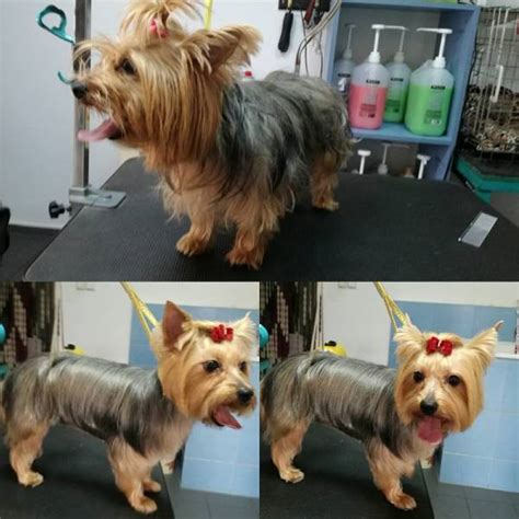 Yorkie haircuts for males and females (60 + pictures) - Yorkie.Life