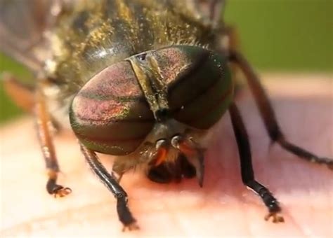 Horsefly Bite - Pictures, Symptoms, Remedies, Treatment