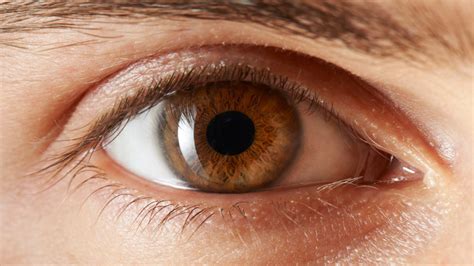 Tipos De Ojos Color Cafe - Infoupdate.org
