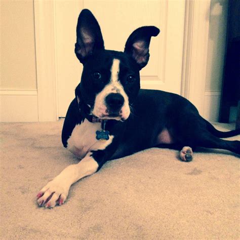 Three-Legged Pitbull Mix: A Heartwarming Tale of Resilience