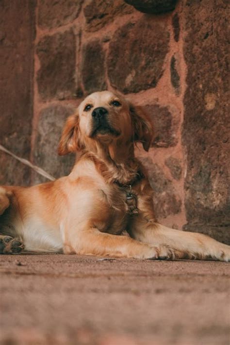 Köpek fotoğrafı · Free Stock Photo