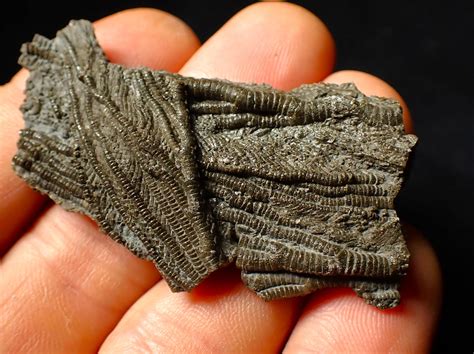 Detailed crinoid fossil head (60 mm) – Jurassic Coast Fossils
