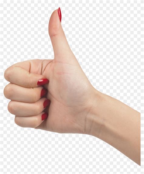 Like Hand Png, Transparent Png - 1334x1546 (#553489) - PinPng