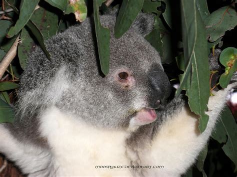 Koala Hug by Moosplauze on DeviantArt