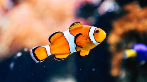 50 All Different Types Of Fish List: A Comprehensive Guide