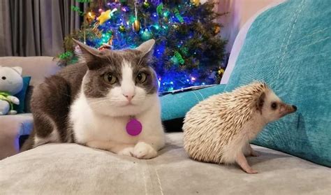 Do Cat Scarers Affect Hedgehogs? - My British Shorthair Cat - Adoption ...