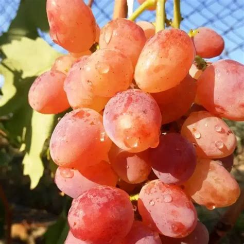 Кишмиш Находка - купить в Донецке, Волновахе и ДНР по цене - 300₽