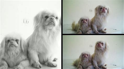 Una historia de perros Albino pekines - YouTube