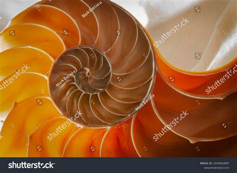 cross section chambered nautilus sea shell stock photo