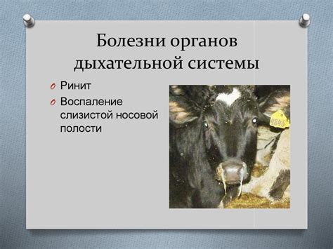Внутренние незаразные болезни животных - презентация онлайн