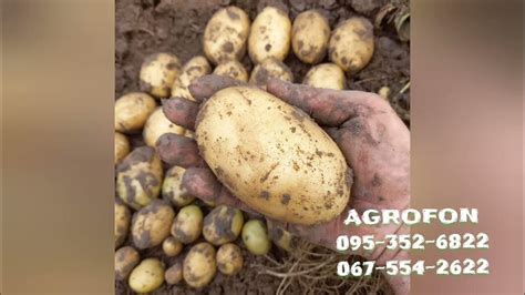 Картошка 40 дневка 🥔Семенной Картофель Сенсейшн🥔Голландские Сорта ...