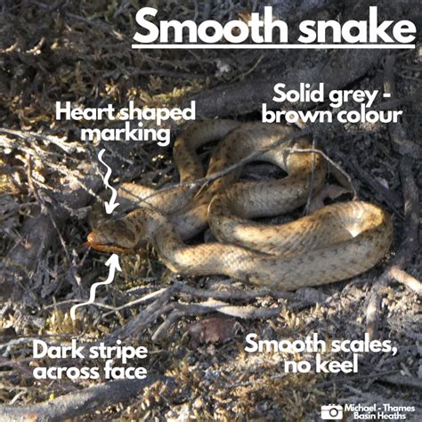 Smooth Snake - Thames Basin Heaths