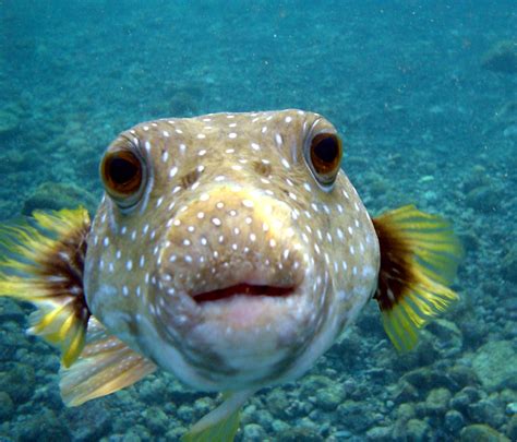 Puffer Fish | Animal Wildlife