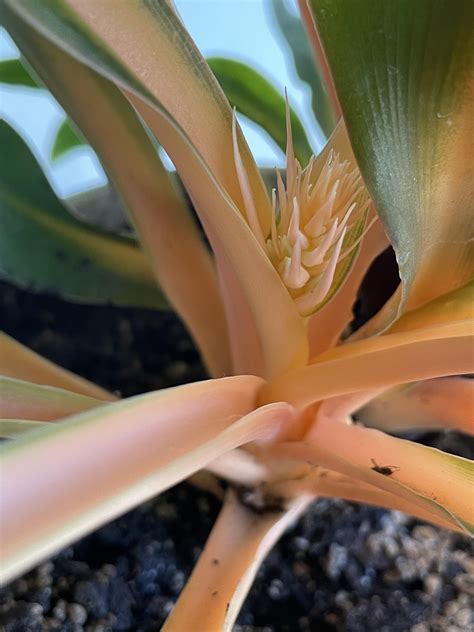 Growths on my mandarin orange spider plant : r/houseplants