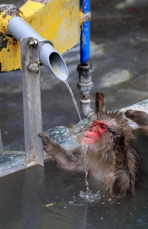 Hot Spring Bath Opens for Japanese Macaques in Hakodate