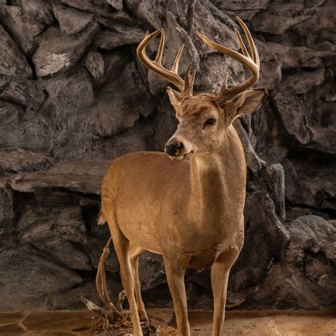 Whitetail Deer - Full Body Mount