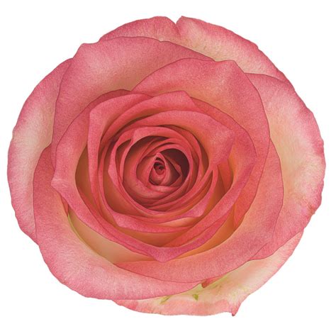 Джумилия - Одноголовые - Каталог роз - Каталог - roseline8.make.inspiro.su