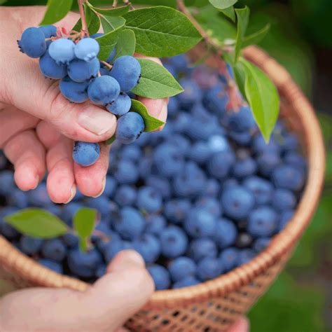 Bluecrop Blueberry | The Sill