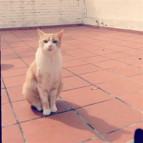 super angry rangrycatpics