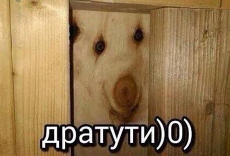 Дратути — Библиотека мемов