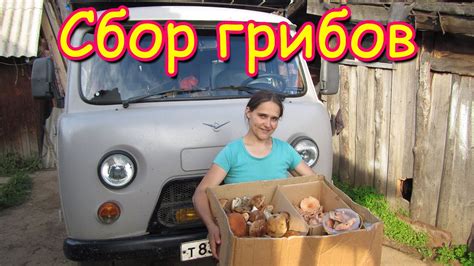 Семья Бровченко. Поездка за грибами - волнушки и подберезовики. (08.16г ...