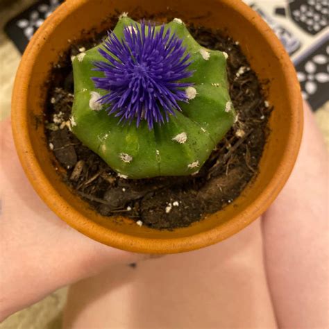 ultimate guide  nymphaea pink sensation