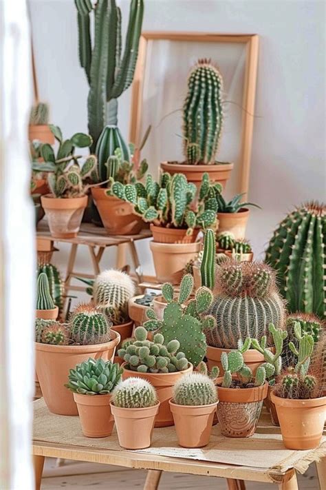 essential tips  buying   cactus cactus plants house
