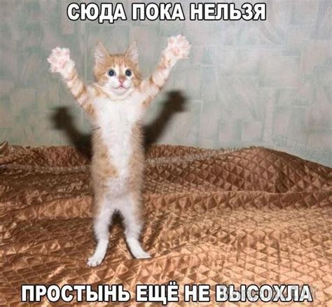 Коты, собаки, люди...... )))) Animals And Pets, Funny Animals, Funny ...