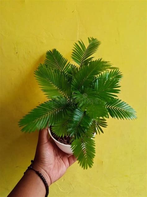 Mini Palm Flower Plant Green Stock Image - Image of green, flower ...