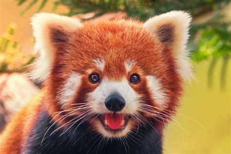 5 Endangered Animals You Should Meet | Discover Magazine